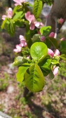 Pseudocydonia sinensis