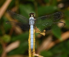 Chalcostephia flavifrons