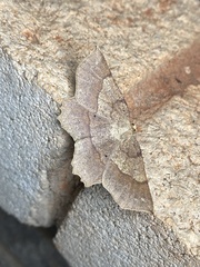 Euchlaena marginaria