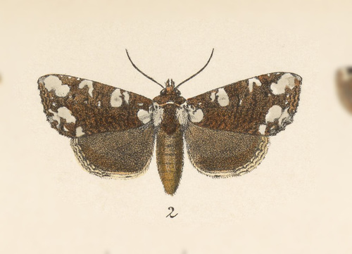Stibaera hersilia