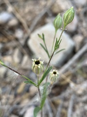 Silene antirrhina
