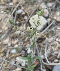 Silene antirrhina