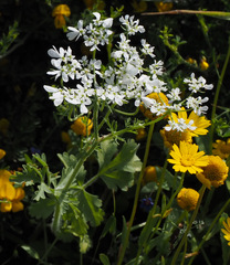 Tordylium aegyptiacum