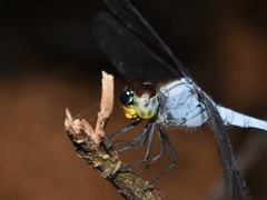 Chalcostephia flavifrons