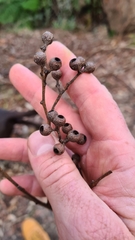 Eucalyptus piperita