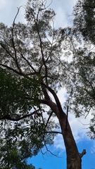Eucalyptus piperita