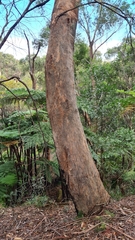 Eucalyptus piperita