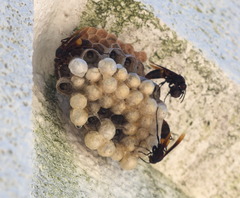 Polistes sagittarius