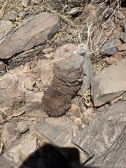 Echinocereus pectinatus rutowiorum