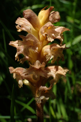 Orobanche lutea
