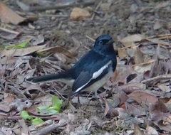 Copsychus saularis