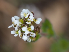 Draba muralis