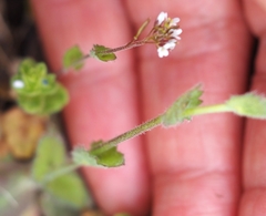 Draba muralis