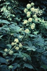 Aralia cordata