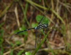Orthetrum africanum