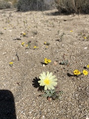 Anisocoma acaulis