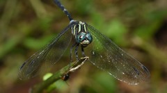 Orthetrum africanum