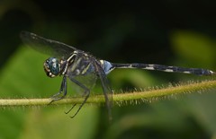 Orthetrum africanum