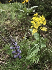 Erysimum asperum