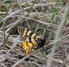 Eurranthis plummistaria