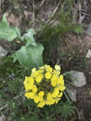 Erysimum asperum