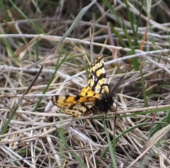 Eurranthis plummistaria