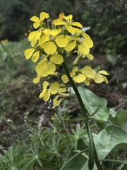 Erysimum asperum