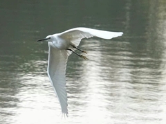Egretta garzetta