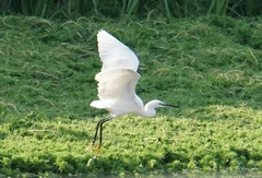Egretta garzetta