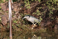 Nycticorax nycticorax