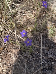 Giliastrum rigidulum