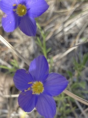 Giliastrum rigidulum