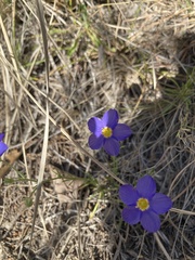 Giliastrum rigidulum