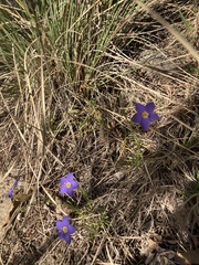 Giliastrum rigidulum