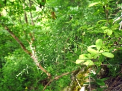 Poa versicolor