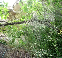 Poa versicolor