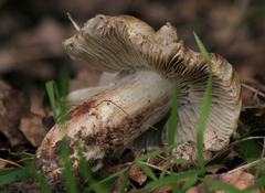 Pseudosperma sororium