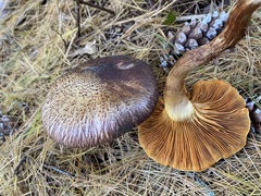 Gymnopilus dilepis