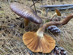Gymnopilus dilepis