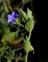 Convolvulus siculus