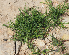 Parapholis marginata