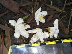 Alniphyllum pterospermum