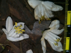 Alniphyllum pterospermum