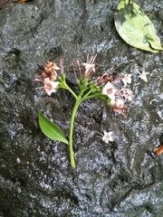Ehretia longiflora