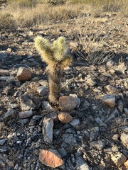 Cylindropuntia bigelovii
