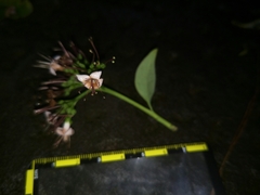 Ehretia longiflora