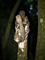 Diploderma swinhonis