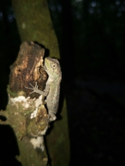 Diploderma swinhonis