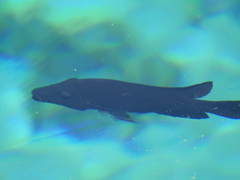 Herichthys minckleyi