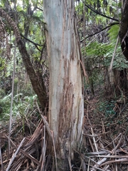 Eucalyptus cypellocarpa